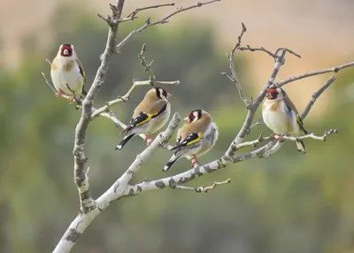 Черноголовый щегол (Carduelis carduelis) - Picture Bird