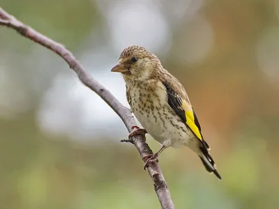 Щегол (лат. Carduelis). Фотограф Константин Слободчук