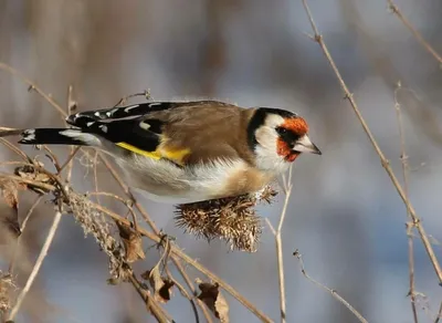 Черноголовый щегол / Carduelis carduelis птица фото голос