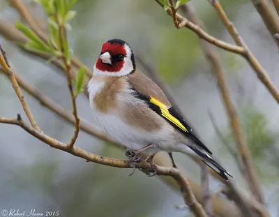 Красивое пение щегла - Goldfinch singing - ΚΑΡΔΕΡΙΝΑΣ ΕΚΠΑΙΔΕΥΤΙΚΟ - YouTube