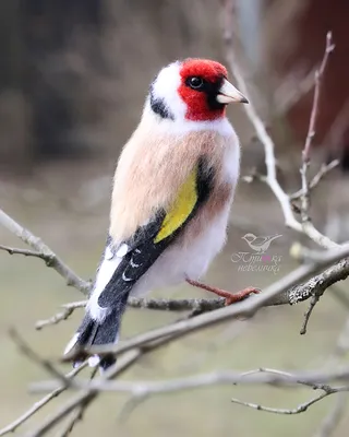 Щегол (лат. Carduelis) — Фото №106760