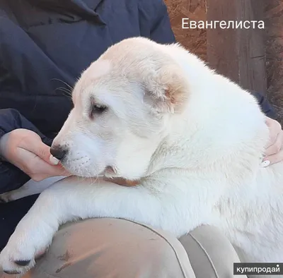 Щенки Алабая ищут дом 🐶 Возраст 2 месяца. Внуки чемпионов🏆 ☎️Все вопросы  по телефону 8-989-834-88-67 #mostovskoynews #mostnews_реклама | Instagram