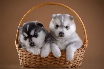 на фото два щенка сибирской хаски сидят рядом, картинки щенков хаски фон  картинки и Фото для бесплатной загрузки