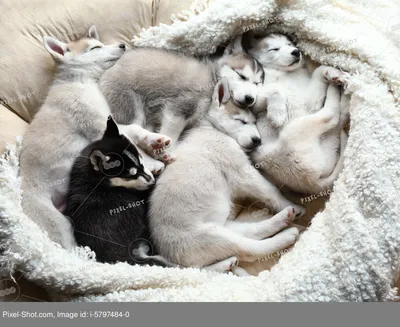 сибирские щенки хаски стоковое фото. изображение насчитывающей любимчик -  225989024