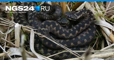 Фотография Уссурийский щитомордник (Gloydius ussuriensis) Комсомольский  заповедник, Россия | Фотобанк ГеоФото/GeoPhoto | GetImages Group