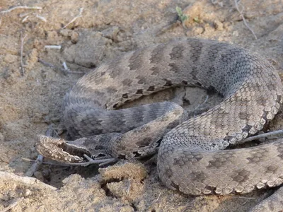 Обыкновенный щитомордник (Иле-Алатауский национальный парк) · iNaturalist