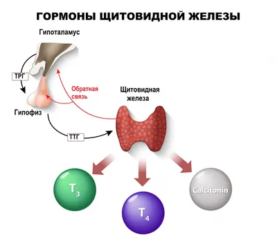 Щитовидная железа фото