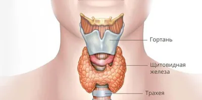 Операции на щитовидной железе — Клиника Ланцетъ