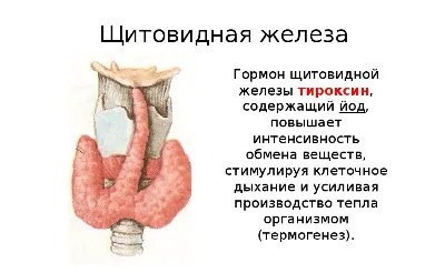 Почему повышены гормоны щитовидной железы: ответ эндокринолога