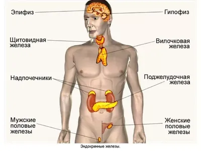 Щитовидная железа и репродуктивное здоровье женщины — Семейная Клиника