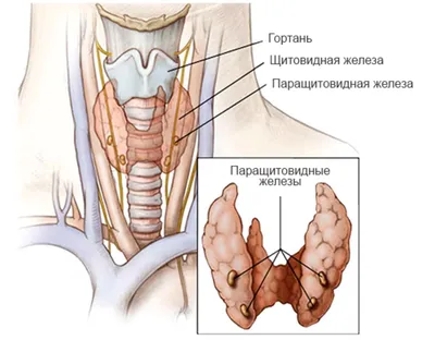 Функции щитовидной железы: когнитивное здоровье и обмен веществ, йод / Хабр