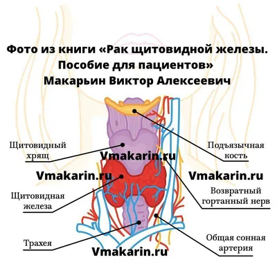 Функции щитовидной железы: когнитивное здоровье и обмен веществ, йод / Хабр