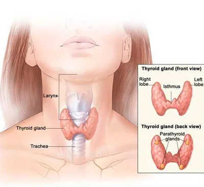 Щитовидная железа - где находится и ее строение? | Хирург-эндокринолог |  Виктор Макарьин | Дзен