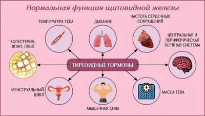 щитовидная железа образуется из кровотока организма, картинка щитовидной  железы, щитовидная железа, здоровье фон картинки и Фото для бесплатной  загрузки