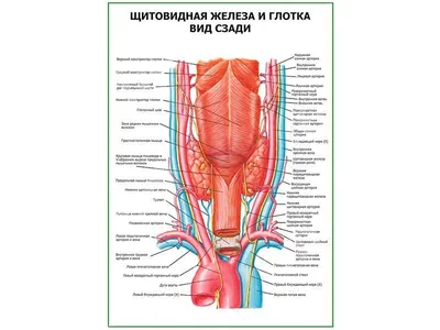 Щитовидная железа (комплексное обследование) - ПКЦ