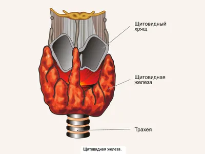 Щитовидная железа - Индикатор