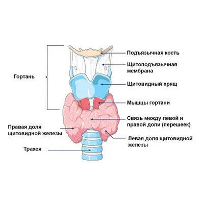 Здоровье щитовидной железы - ГКБ Кончаловского