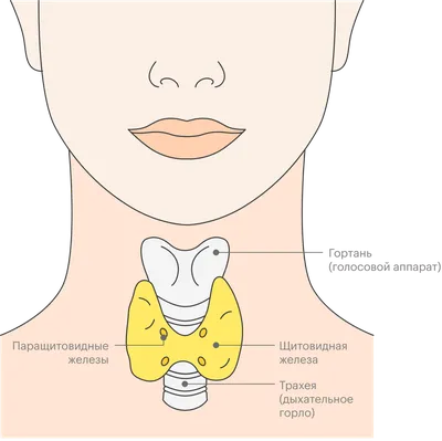 Щитовидная железа. Симптомы и лечение, значение гормонов - Статьи клиники  «МРТ Центр Рыбацкое»