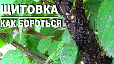 Щитовки - другие виды (бересклетовая , пальмовая и пр.) | Страница 2