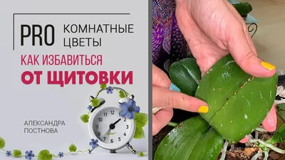 Щитовка Чем опасна и как избавиться от щитовки - YouTube