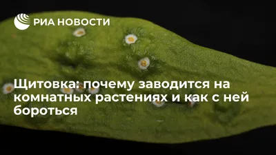 Щитовка на комнатных растениях: как от нее избавиться | Чудогрядка.рф | Дзен