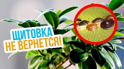 ЩИТОВКА: ПРИЗНАКИ И МЕТОДЫ БОРЬБЫ