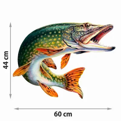 Рыба щука🐟: фото и описание. Как выглядит щука👍, чем питается и где  водится