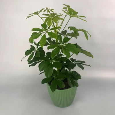 Шефлера (Schefflera Compacta) на плетеном стволе - купить в Минске с  доставкой, цена и фото в интернет-магазине Cvetok.by