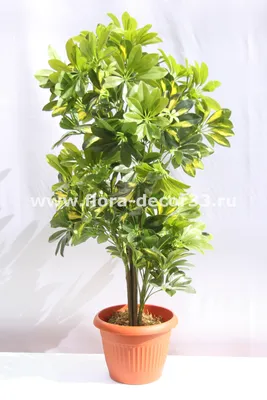 Шефлера (Schefflera Compacta) на плетеном стволе - купить в Минске с  доставкой, цена и фото в интернет-магазине Cvetok.by