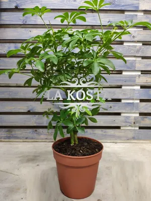 Шеффлера - «Моя вариегатная лапочка - японская Schefflera arboricola  variegata» | отзывы