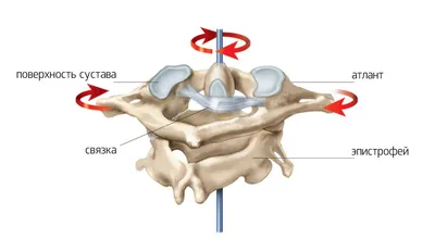 Остеохондроза шейного отдела позвоночника | Здравствуй