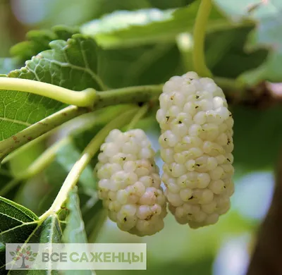 Цена на Шелковица Белая - купить саженцы