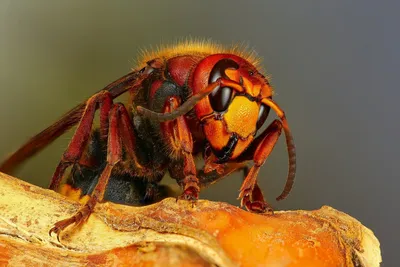 Шершень (Vespa crabro)