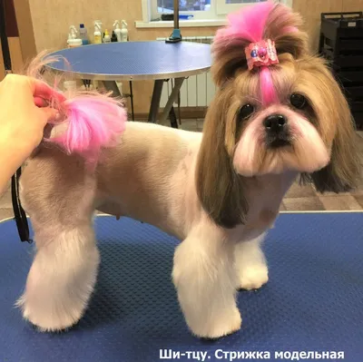 Стрижка ши тцу - цена в груминг салоне Barber Pet в Киеве