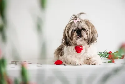 Ши-тцу (фото моих стрижек) » SherryLay Grooming. Стрижка собак (груминг) на  Борщаговке в Киеве. Тримминг шерсти. Святошинский район проспект Леся  Курбаса 17.