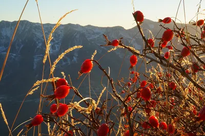 Шиповник морщинистый Rosa rugosa Thunb