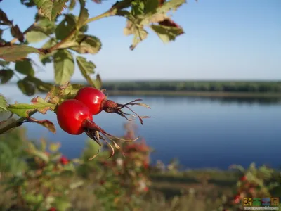 Экстракт плодов шиповника растворимый с бесплатной доставкой на дом из  «ВкусВилл» | Москва и вся Россия