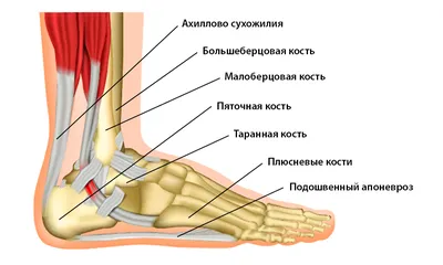 Почему болит стопа с внешней стороны? | медицинские товары и медтехника в  магазине Ортосалон