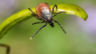 Укусила мошка: симптомы, последствия, лечение, фото укусов