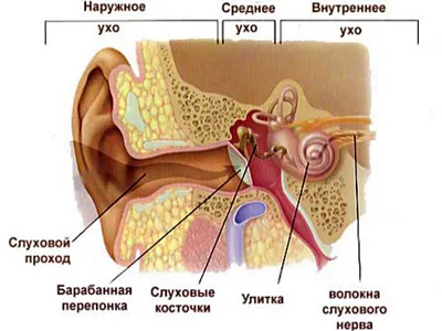 Опухоль слухового прохода у кошки и собаки: симптомы, фото