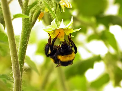 Шмель патагиатус или окаймлённый – Bombus patagiatus (Nylander, 1848) «  Красная книга Томской области | ОГБУ \"Облкомприрода\"