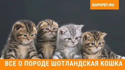 Шотландская вислоухая кошка: особенности породы, поведение, фото | Блог на  VetSpravka.ru