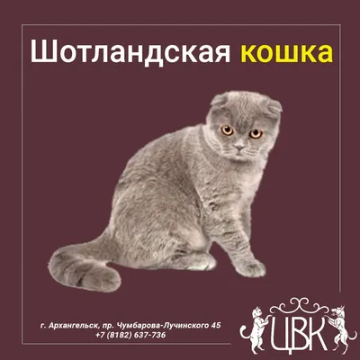 Шикарная шотландская кошка лилового окраса Холи в дар - Москва - Кошки и  котята