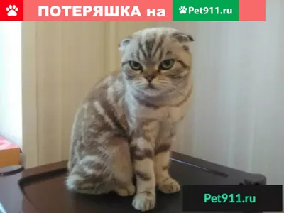 Найдена шотландская кошка в Московской области | Pet911.ru