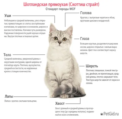 Шотландские коты прямоухие серые - картинки и фото koshka.top