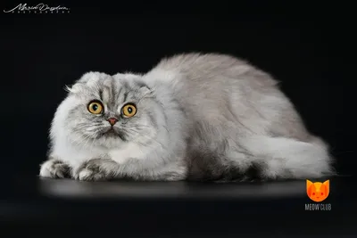 Шотландская прямоухая кошка (Scottish Fold) | фото, купить котенка шотландская  прямоухая Украина | Котята, Кошки, Милые щенки