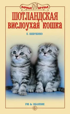 Шотландская вислоухая (скоттиш фолд) (Породы кошек) Энциклопедия о животных  EGIDA.BY