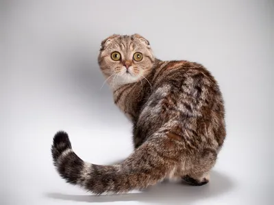Скоттиш-фолд или Шотландская Вислоухая кошка | Приключения натуралиста |  Дзен