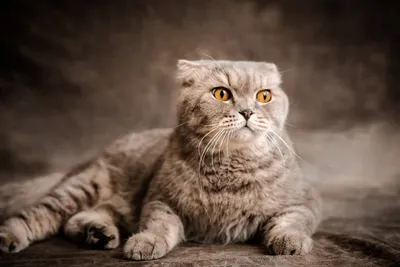 Шотландская вислоухая кошка» — создано в Шедевруме