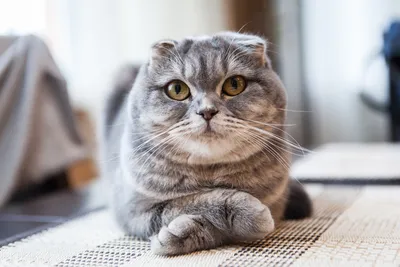 Шотландская вислоухая кошка: как ухаживать? | Животные | ШколаЖизни.ру